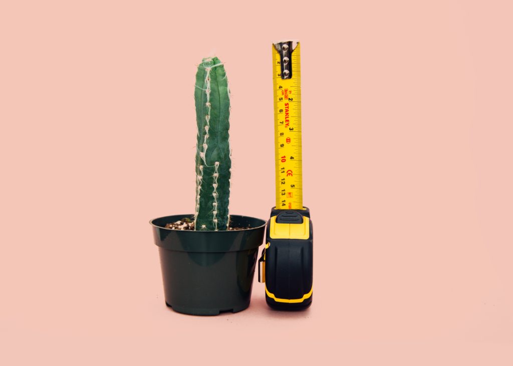 Measuring tape next to cactus 
